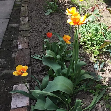 Crown Street Garden Apartment